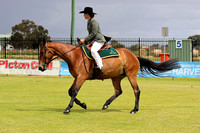 Australian Stock Horse Association