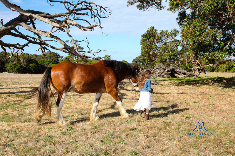 Morrison Photography | Equine