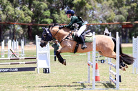 80cm Showjumping